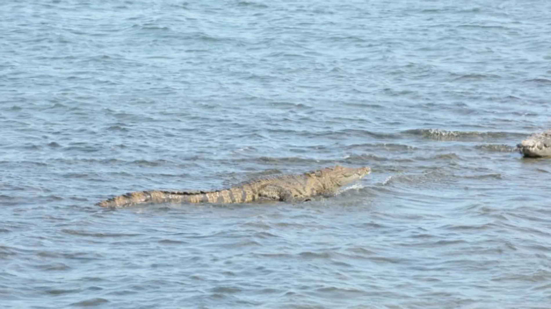 En la laguna de Pueblo Viejo y en el canal El Chijol ya hay presencia de cocodrilos